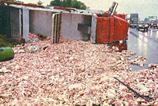 Dead chickens on the asphalt Dead chickens on the asphalt