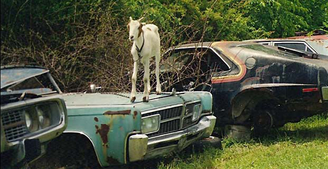 Goat in junkyard